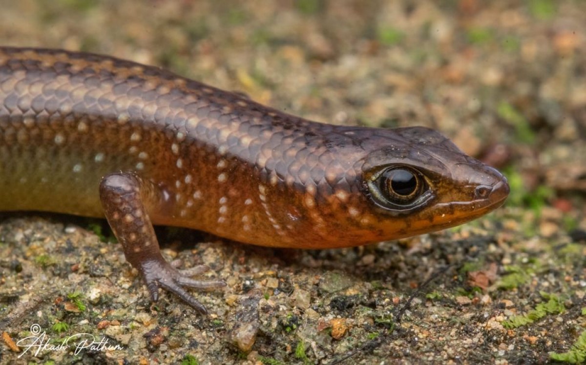 Lankascincus dorsicatenatus Deraniyagala, 1953